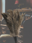 Preview: featherduster