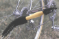 Preview: Fahrradbürste